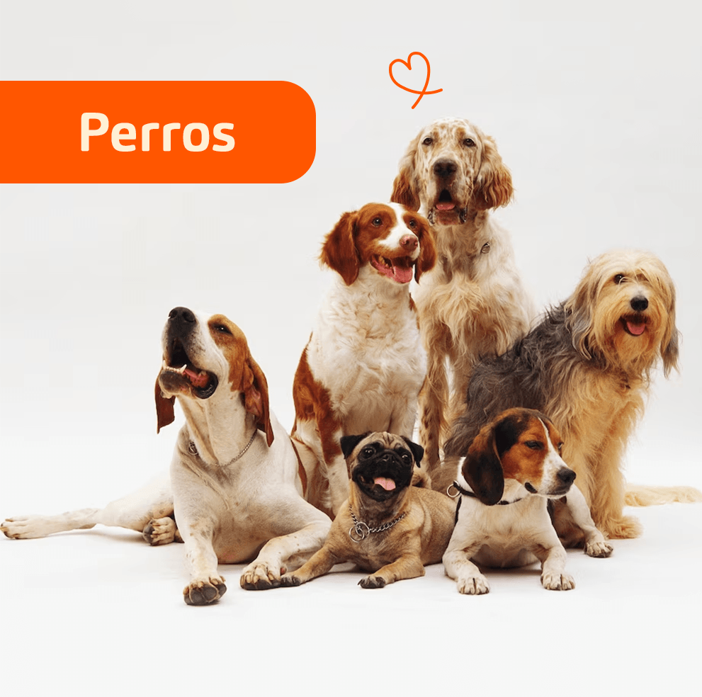 Perros